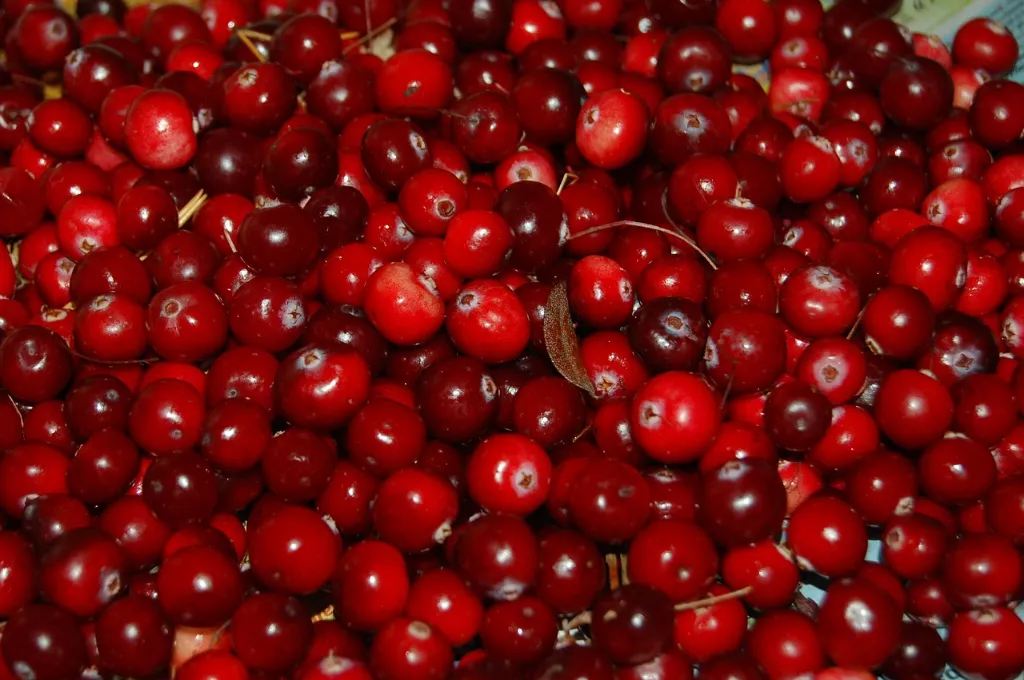 cranberries-957583_1280.webp