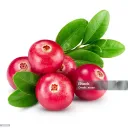 Cranberry